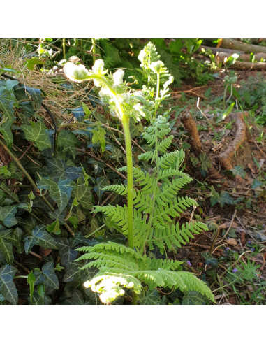 Fougère aigle - Pteridium Aquilinum