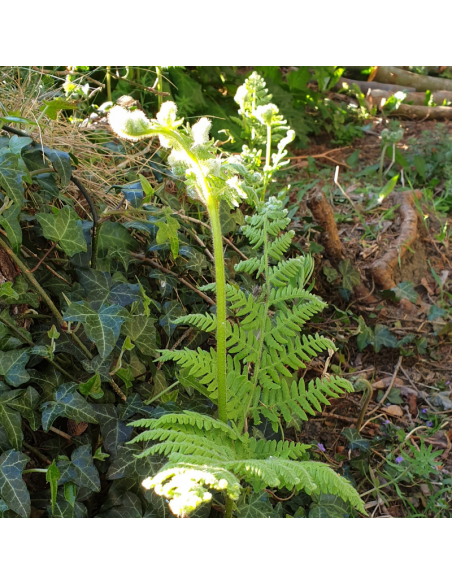 Fougère aigle - Pteridium Aquilinum
