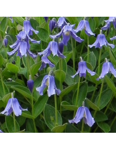 Clématite herbacée - Clematis integrifolia