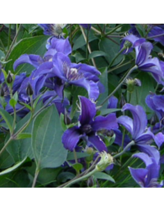 Clématite herbacée - Clematis integrifolia 2