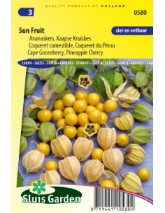 Semences Coqueret du Pérou