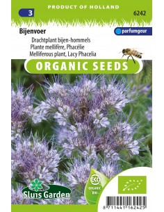 Semences bio - Phacélie à feuilles de tanaisie