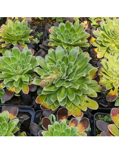 Saxifrage cotyledon southside seedling 2