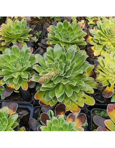 Saxifrage cotyledon southside seedling