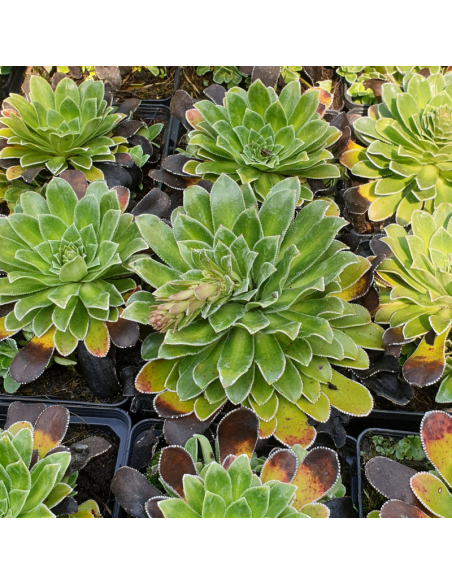 Saxifrage cotyledon southside seedling