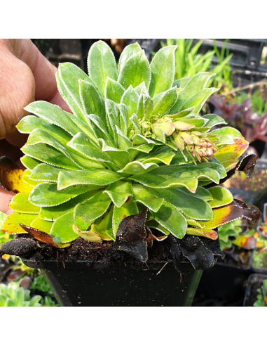 Saxifrage cotyledon southside seedling