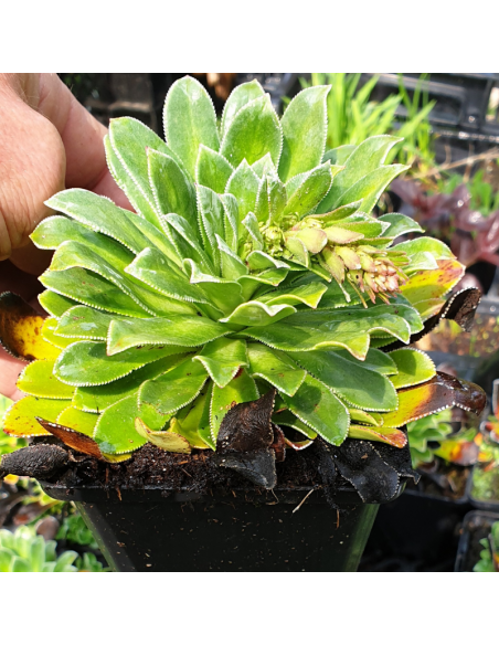 Saxifrage cotyledon southside seedling