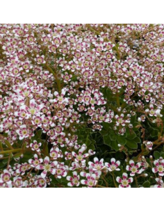 Saxifrage cotyledon southside seedling