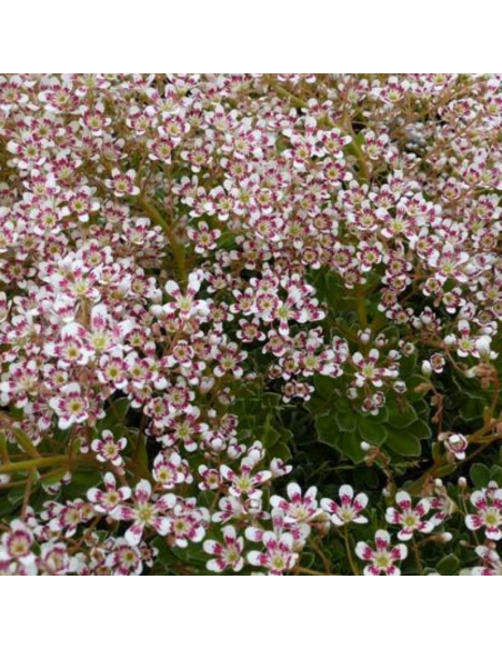 Saxifrage cotyledon southside seedling