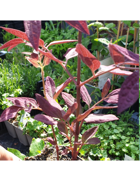 Clématite herbacée Recta Purpurea