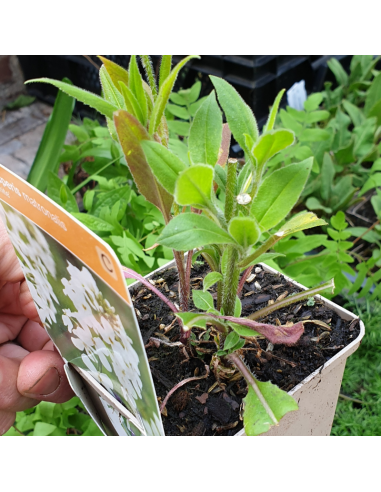 Julienne des jardins blanche - Lot de 4