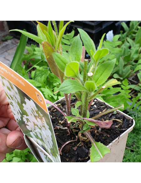 Julienne des jardins blanche - Lot de 4