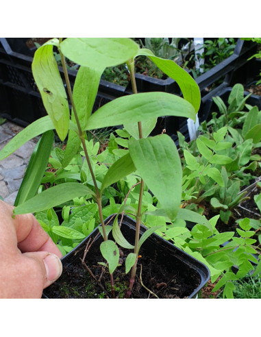 Clématite herbacée - Clematis integrifolia