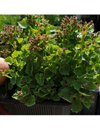 Campanule des murs - Campanula Portenschlagiana