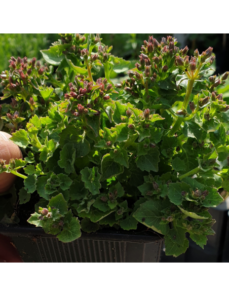Campanule des murs - Campanula Portenschlagiana
