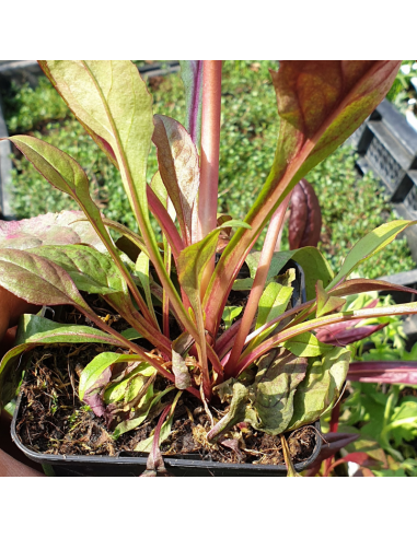 Galane Husker Red - Penstemon digitalis