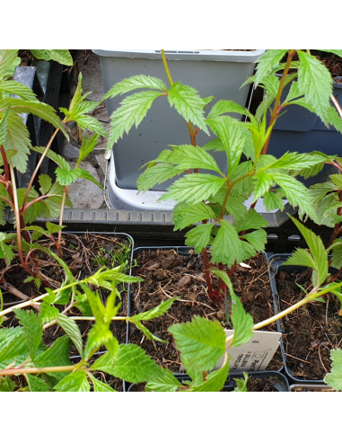 Spirée à trois feuilles