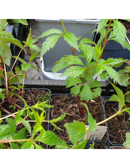 Spirée à trois feuilles - Gillenia Trifoliata