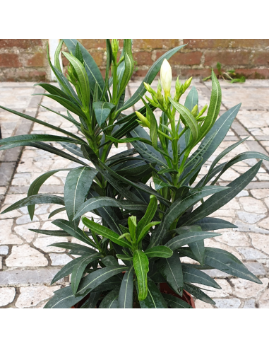 Laurier rose - Nerium oleander