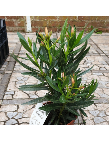 Laurier rose - Nerium oleander
