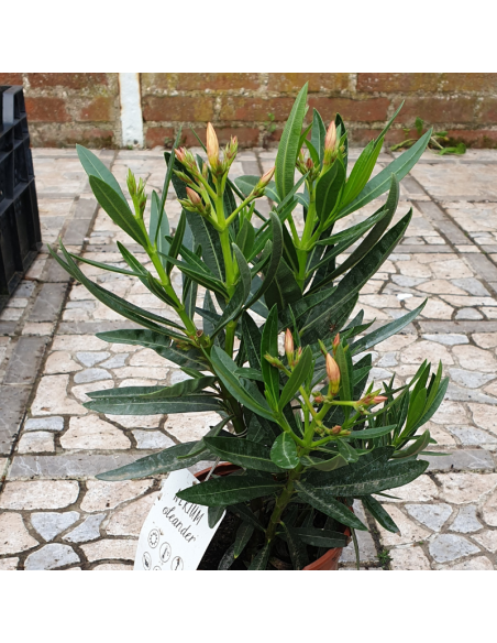 Laurier rose - Nerium oleander