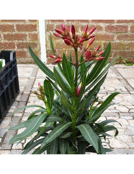 Laurier rose - Nerium oleander