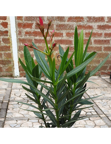 Laurier rose - Nerium oleander