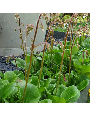 Désespoir du peintre - Saxifraga Urbium