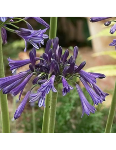 Agapanthe Black Pantha