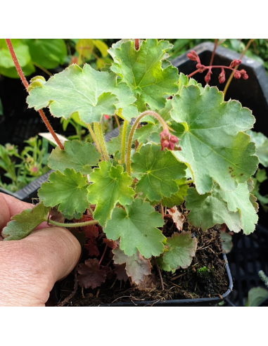 Heuchère sanguine Leuchtkafer