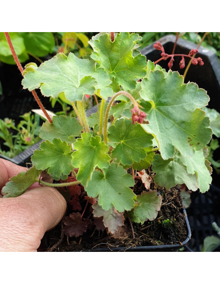 Heuchère sanguine Leuchtkafer