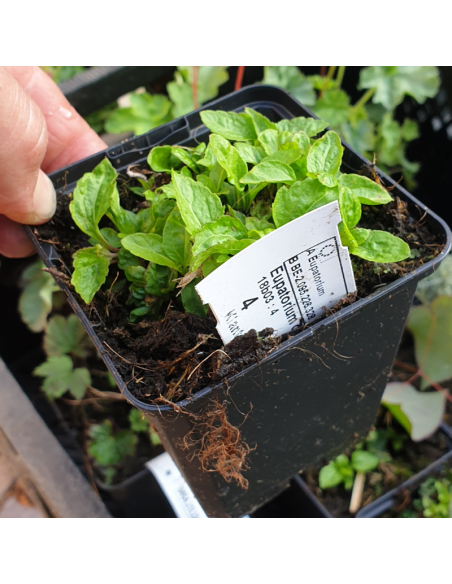 Eupatoire coelestinum