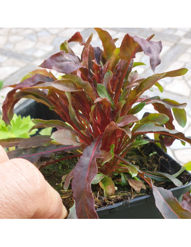 Gaura lindheimeri Gaudi Red