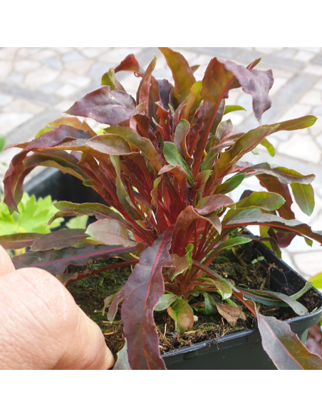 Gaura lindheimeri Gaudi Red