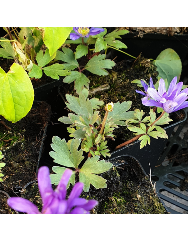 Anémone de Grèce Blue shades