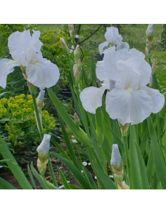 Iris des jardins Immortality 2