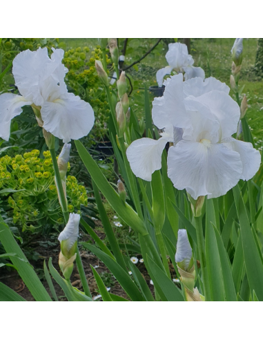 Iris des jardins Immortality - Iris Germanica