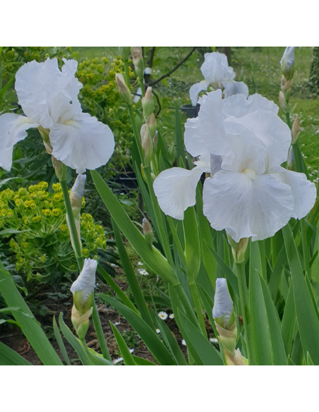 Iris des jardins Immortality - Iris Germanica