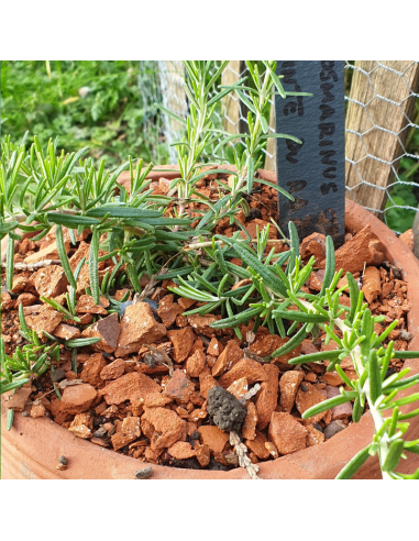 Romarin tapissant Pointe du Raz