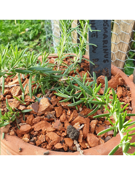 Romarin tapissant Pointe du Raz