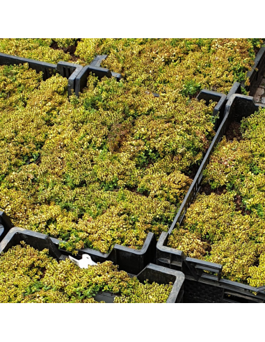 Thym citron Bertram Anderson - Thymus Citriodorus