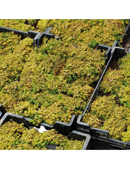 Thym citron Bertram Anderson - Thymus Citriodorus