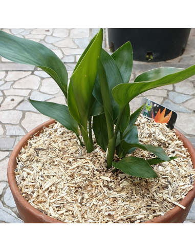 Oiseau du paradis - Strelitzia reginae