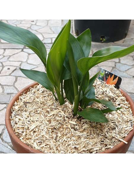 Oiseau du paradis - Strelitzia reginae