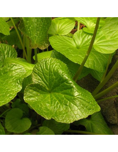 Wasabi - Wasabia Japonica Mephisto