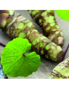 Wasabi - Wasabia Japonica Mephisto 2