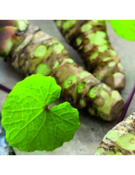 Wasabi - Wasabia Japonica Mephisto