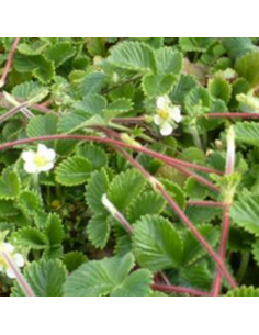 Fraisier abricot - Fragaria rubicola Mont Omei 2