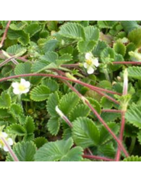 Fraisier abricot - Fragaria rubicola Mont Omei