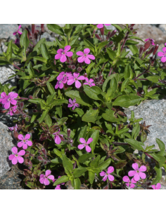 Saponaire de Montpellier 2